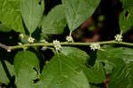 Common winterberry